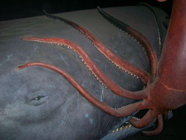1280px-Whale&Squid-11-29-08.JPG