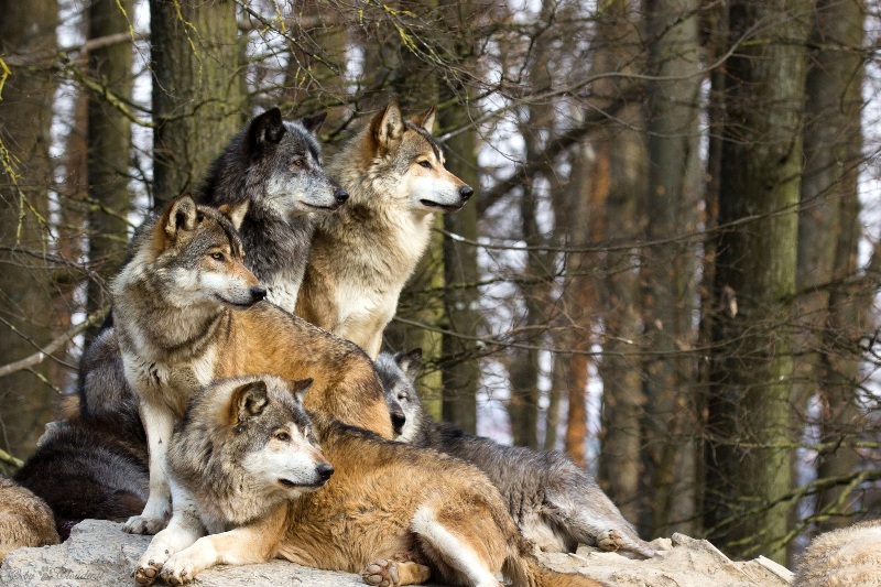 pack-of-wolves.jpg
